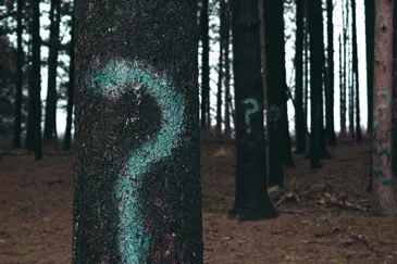 Image of question marks spray-painted on trees within a wood to illustrate post