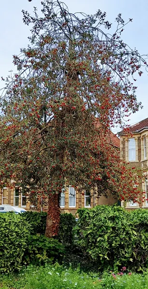 Photo of a mature holly tree with red berries in the corner of a garden used to illustrate the post