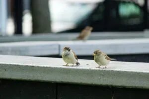 An image of birds together on a ledge, appearing to be engaged in conversation, to illustrate post