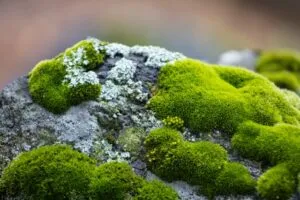 Image of moss growing on a stone surface to illustrate post