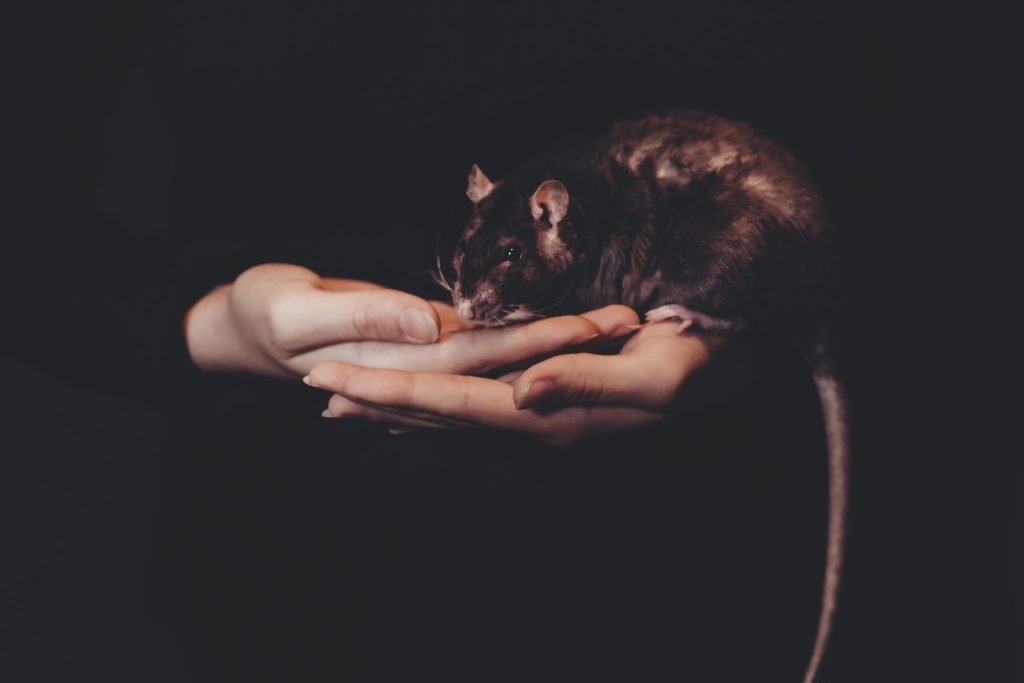 Image of person holding mouse in hands, to illustrate post.