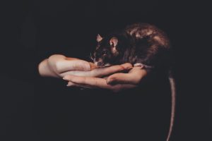 Image of person holding mouse in hands, to illustrate post.