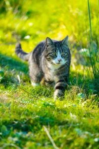Image of cat prowling through grass to illustrate post