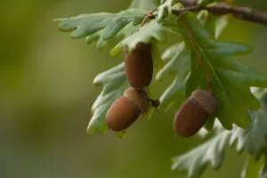 Image of acorns in cupules and oak leaves to illustrate post