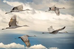 Image of birds flying across the sky to illustrate post