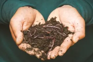 Image of hands holding worms and soil to illustrate post